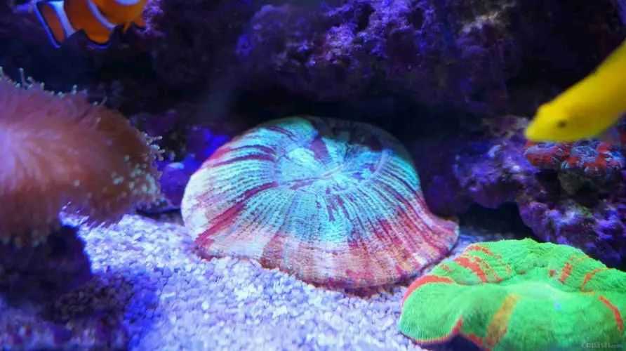 The Alluring Trachyphyllia Geoffroyi: Nature's Underwater Artwork